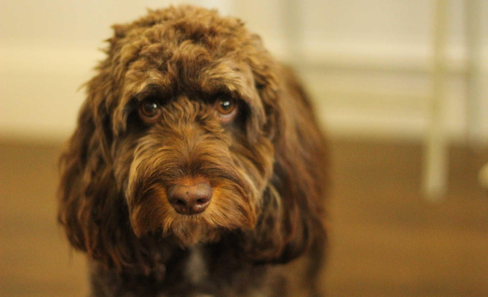 8MS Digital Barketing Manager, Cody, looks directly at the camera with a calm expression.
