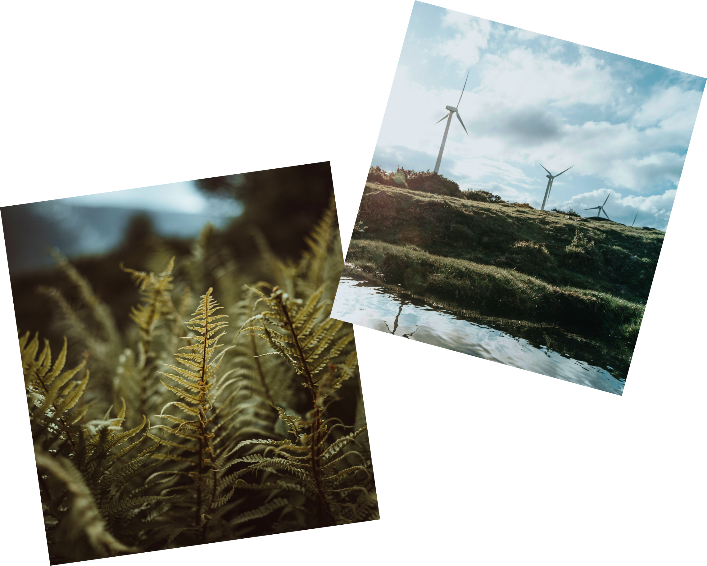 Two rotated photos: one of forest ferns, the other of wind turbines on a grassy hill.