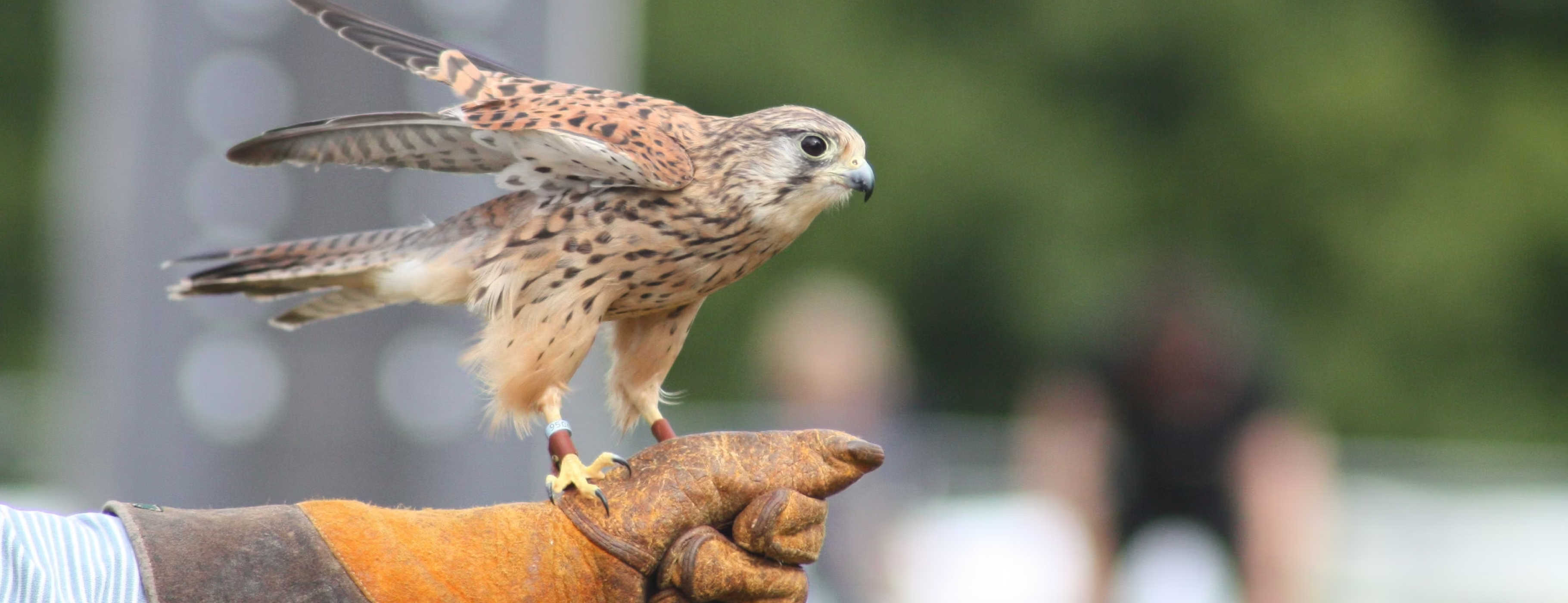 A bird of prey is perched on a gloved hand.