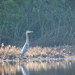 Heron Bird in Lake