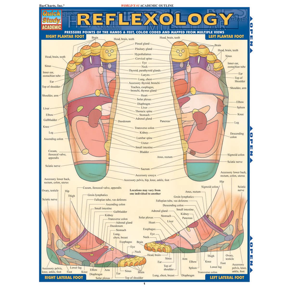 BarCharts 9781423228615 Reflexology - Quickstudy Easel Study Guide