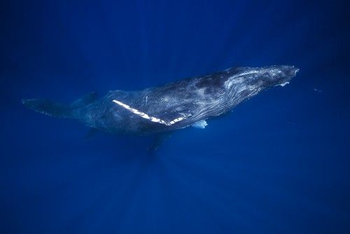 Posterazzi DPI12305361LARGE Humpback Whales Megaptera Novaeangliae Underwater - Hawaii United States of America Poster Print by Dave Fleetham&#44; 38 x 24 - Large