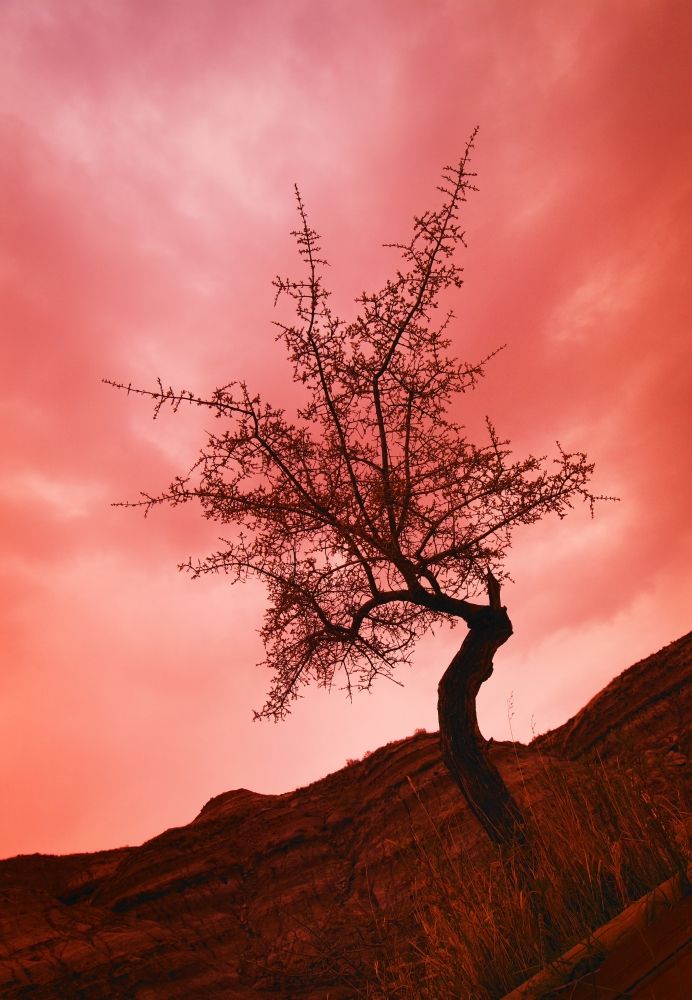Posterazzi DPI1776034 Silhouette of Shrub Tree Poster Print by Don Hammond&#44; 11 x 16