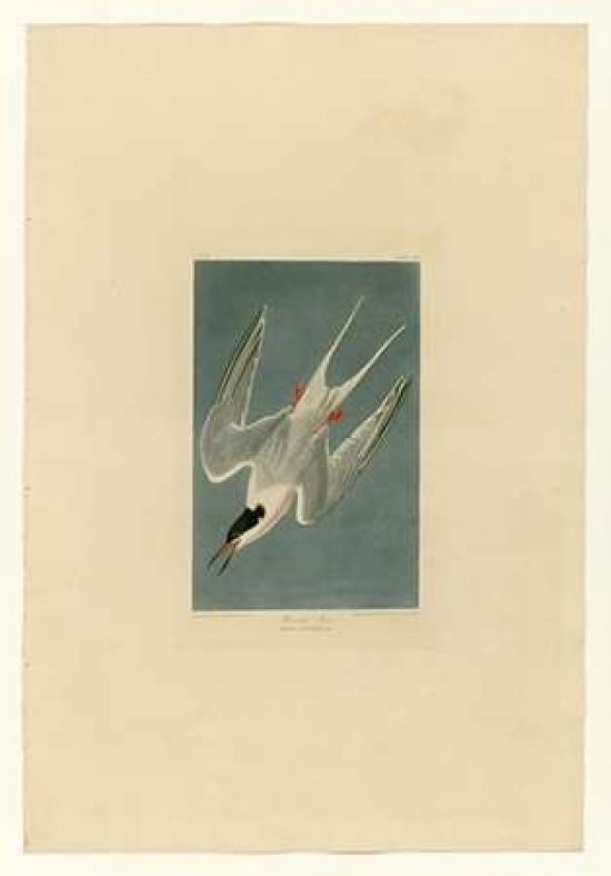 Porter Design PDXJJA240SMALL Roseate Tern Poster Print by John James Audubon&#44; 10 x 14 - Small