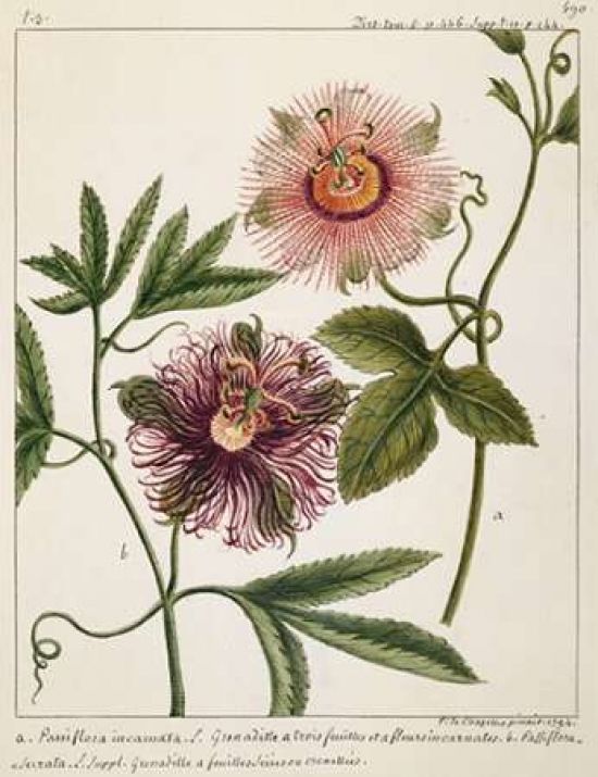 Porter Design PDXLC02LSMALL Passiflora Incarnata Poster Print by Laurent Chazelles&#44; 11 x 14 - Small