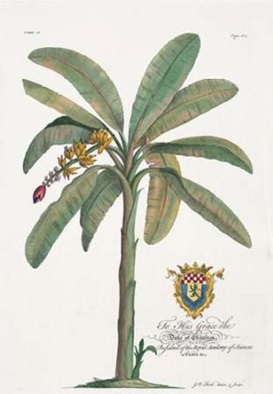 Porter Design PDXGDE16SMALL Banana Tree Poster Print by Georg Ehret&#44; 10 x 14 - Small