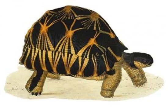 Porter Design PDXJDS02SMALL Tortoise Radiata Poster Print by James Sowerby&#44; 12 x 18 - Small