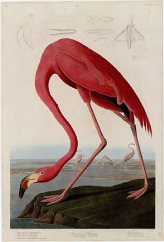 Porter Design PDXJJA431LARGE American Flamingo Poster Print by John James Audubon&#44; 20 x 28 - Large