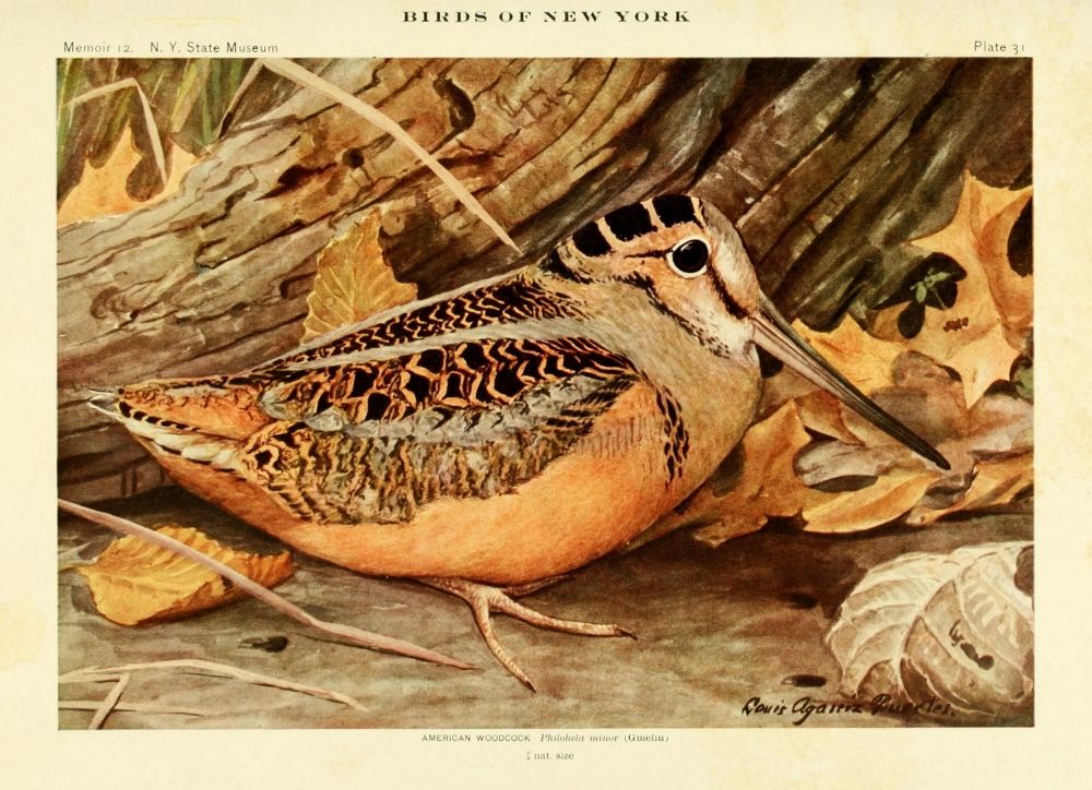 Printable Heaven PPHPDP87056 Birds of Ny 1914 American Woodcock Poster Print by L.A. Fuertes&#44; 18 x 24