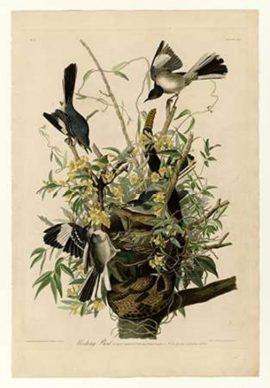 Porter Design PDXJJA21SMALL Mocking Bird Poster Print by John James Audubon&#44; 10 x 14 - Small