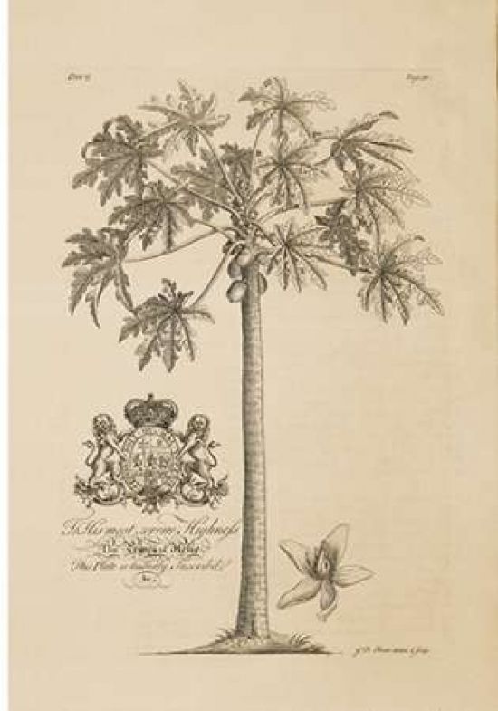 Porter Design PDXGDB15SMALL Papaya Tree Poster Print by Georg Ehret&#44; 10 x 14 - Small