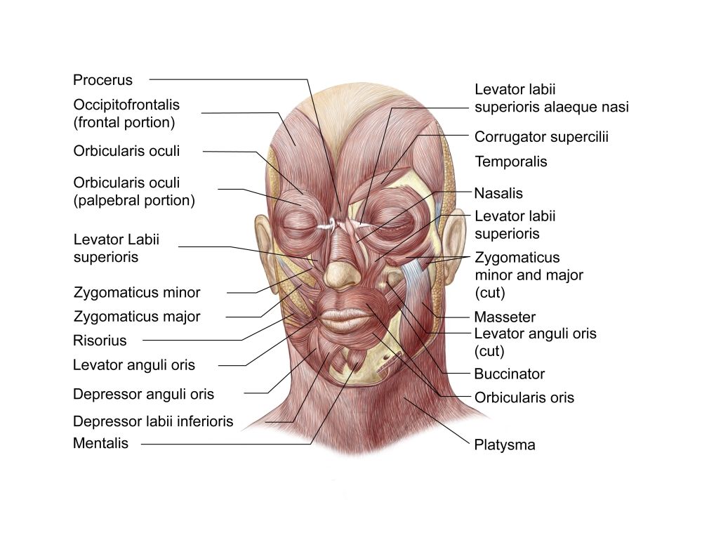 StockTrek Images PSTSTK701234HLARGE Facial Muscles of The Human Face Poster Print&#44; 32 x 24 - Large