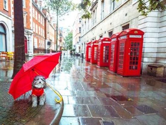 Assaf Frank Photography PDXAF20150916003SMALL Dog with Umbrella On London City Street Poster Print by Assaf Frank&#44; 11 x 14 - Small