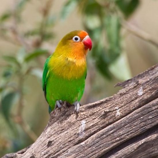 Danita Delimont PDDAF45RBE0355 Fischers Lovebird Tropical Bird Tanzania Poster Print by Ralph H. Bendjebar&#44; 34 x 34