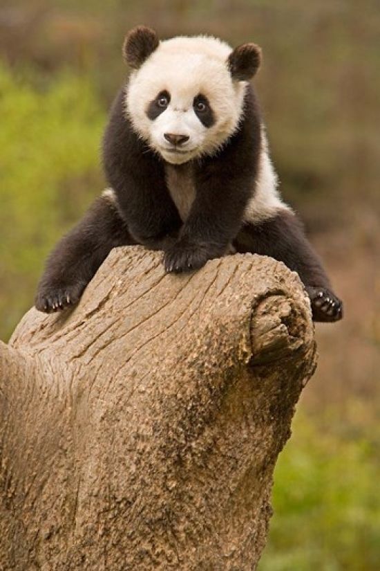 Danita Delimont PDDAS07AGA0001B China Wolong Panda Reserve Baby Panda Bear On Stump Poster Print by Alice Garland&#44; 11 x 17