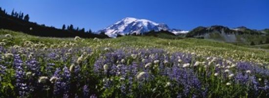 Panoramic Images PPI92144S Wildflowers On A Landscape Mt Rainier National Park Washington State USA Poster Print&#44; 18 x 7