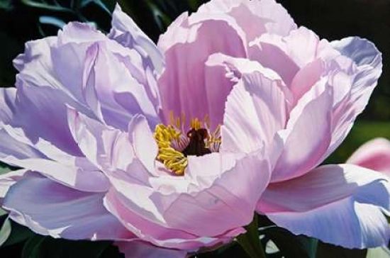 PGM Art World PDXMS12XSMALL The Awakening Poster Print by Michael Schuh&#44; 12 x 18 - Small