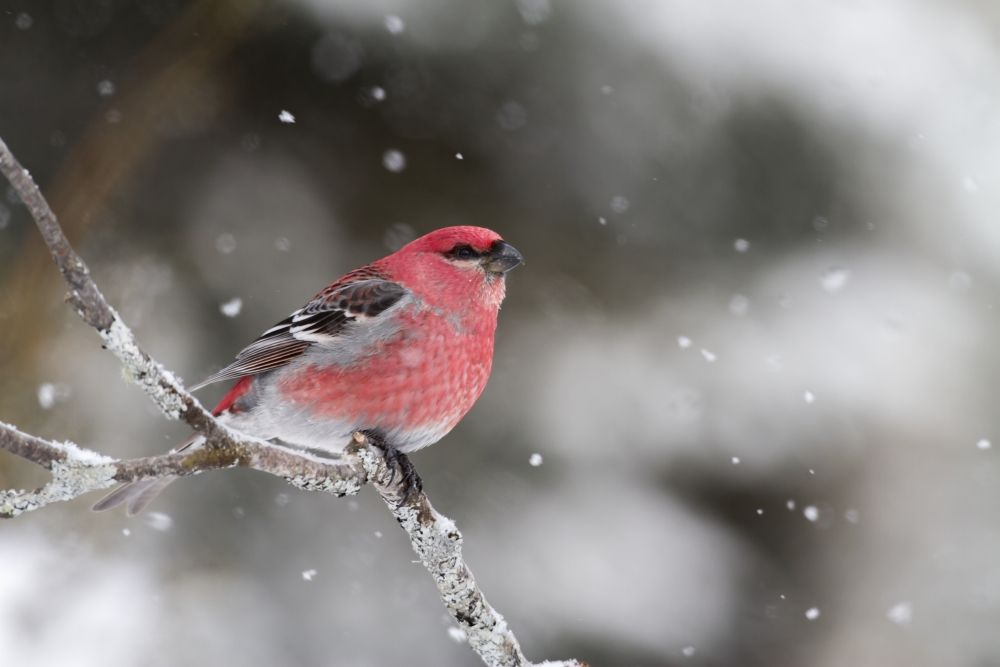 Posterazzi DPI12275524LARGE Pine Grosbeak Pinicola Enucleator Male Perched on A Branch - Quebec Canada Poster Print - 38 x 24 in. - Large