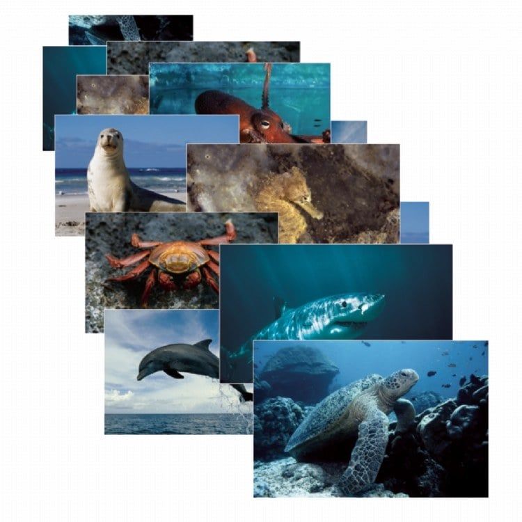 Stages Learning Materials SLM157 Sea Life Posters Set