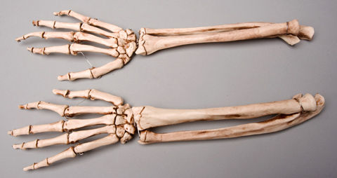Skeletons and More SM372DLA Aged Left Forearm