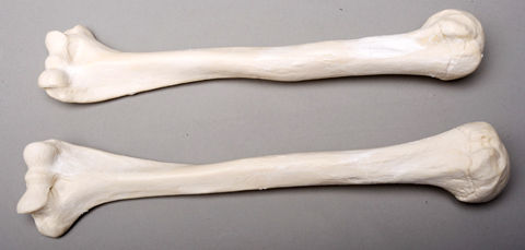 Skeletons and More SM374DL Left Humerus Bone