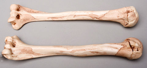 Skeletons and More SM374DLA Aged Left Humerus Bone