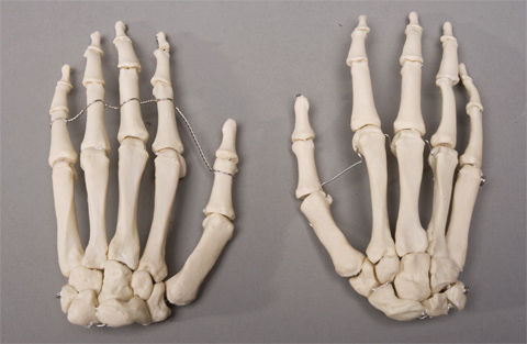 Skeletons and More SM376D Skeleton Hands  Left and Right