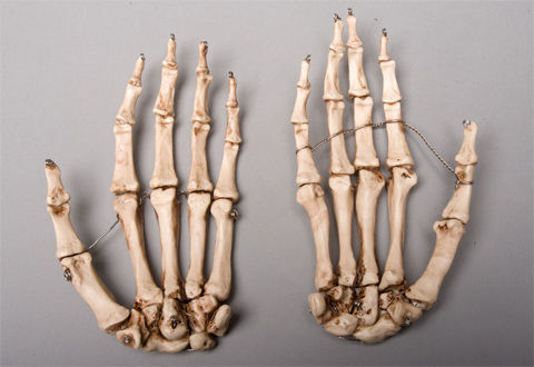 Skeletons and More SM376DRA Aged Right Skeleton Hand