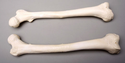 Skeletons and More SM384D Femur Bones  Left and Right