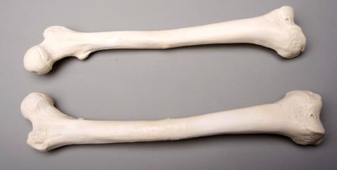 Skeletons and More SM384DR Right Femur Bone