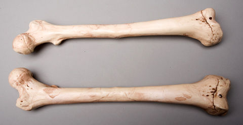 Skeletons and More SM384DRA Aged Right Femur Bone