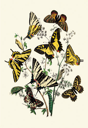 Buy Enlarge 0-587-07491-4P12x18 Butterflies- P. Podaliris  P. Alexanor  et al.- Paper Size P12x18