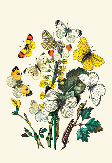 Buy Enlarge 0-587-07494-9P12x18 Butterflies- P. Daplidice  P. Napi  et al.- Paper Size P12x18