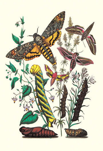 Buy Enlarge 0-587-07509-0P12x18 Moths- C. Colerio  C. Elpenor  C. Porcellus- Paper Size P12x18