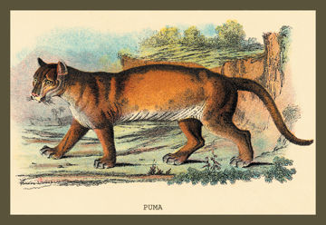 animal puma size