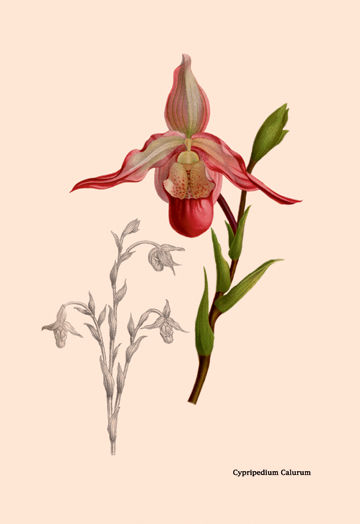 Buy Enlarge 0-587-07929-0P20x30 Orchid- Cypripedium Calurum- Paper Size P20x30