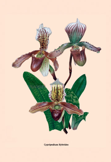 Buy Enlarge 0-587-07934-7P12x18 Orchid- Cypripedium Hybrides- Paper Size P12x18