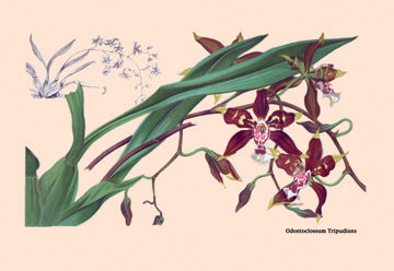 Buy Enlarge 0-587-07939-8P20x30 Orchid- Odontoglossum Tripudans- Paper Size P20x30