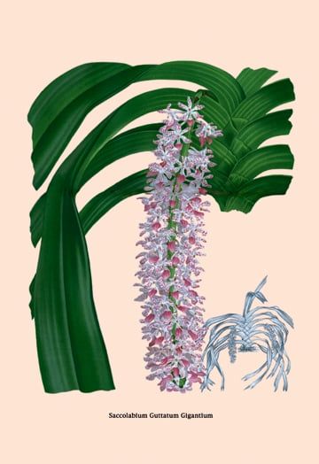 Buy Enlarge 0-587-07942-8P12x18 Orchid- Saccolabium Guttatum Gicanticum- Paper Size P12x18
