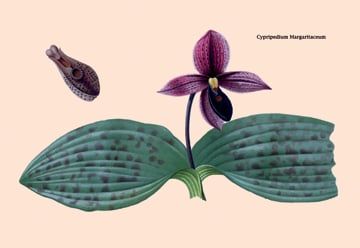 Buy Enlarge 0-587-07945-2P20x30 Orchid- Cypripedium Margaritaceum- Paper Size P20x30