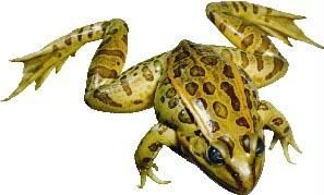 Olympia Sports 13714 Grassfrog - 3 in. - 4 in.