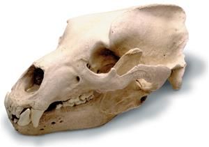 Grizzly Bear Skull
