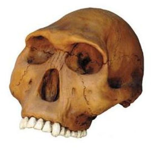 Homo Habilis Cranium