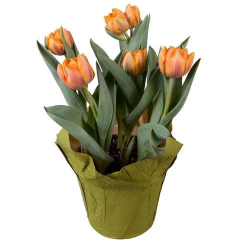 Len Busch 6.5" Potted Orange Tulip
