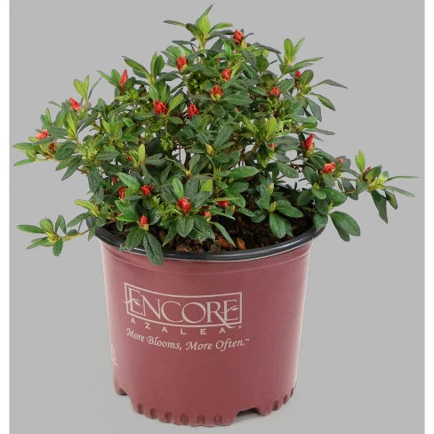 Encore 1pc Azalea Autumn Debutante - Cottage Hill