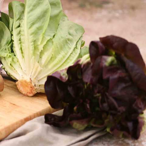 Mixed Lettuce Pack