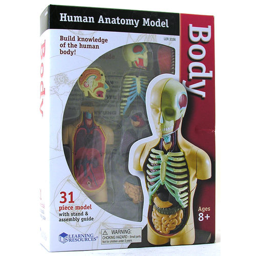 Learning Resources Human Body Anatomy Model 