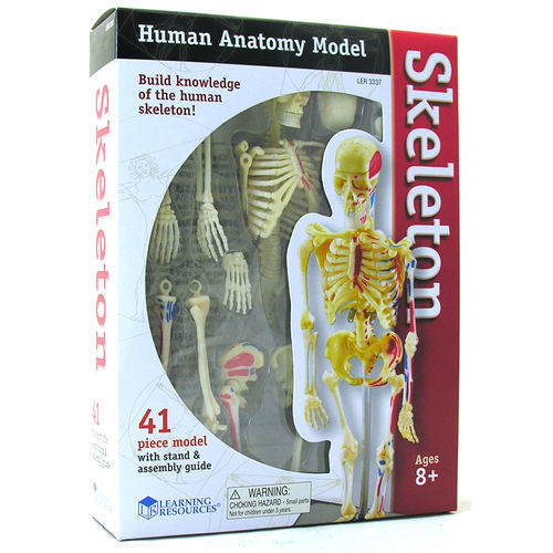 Learning Resources Human Skeleton Model