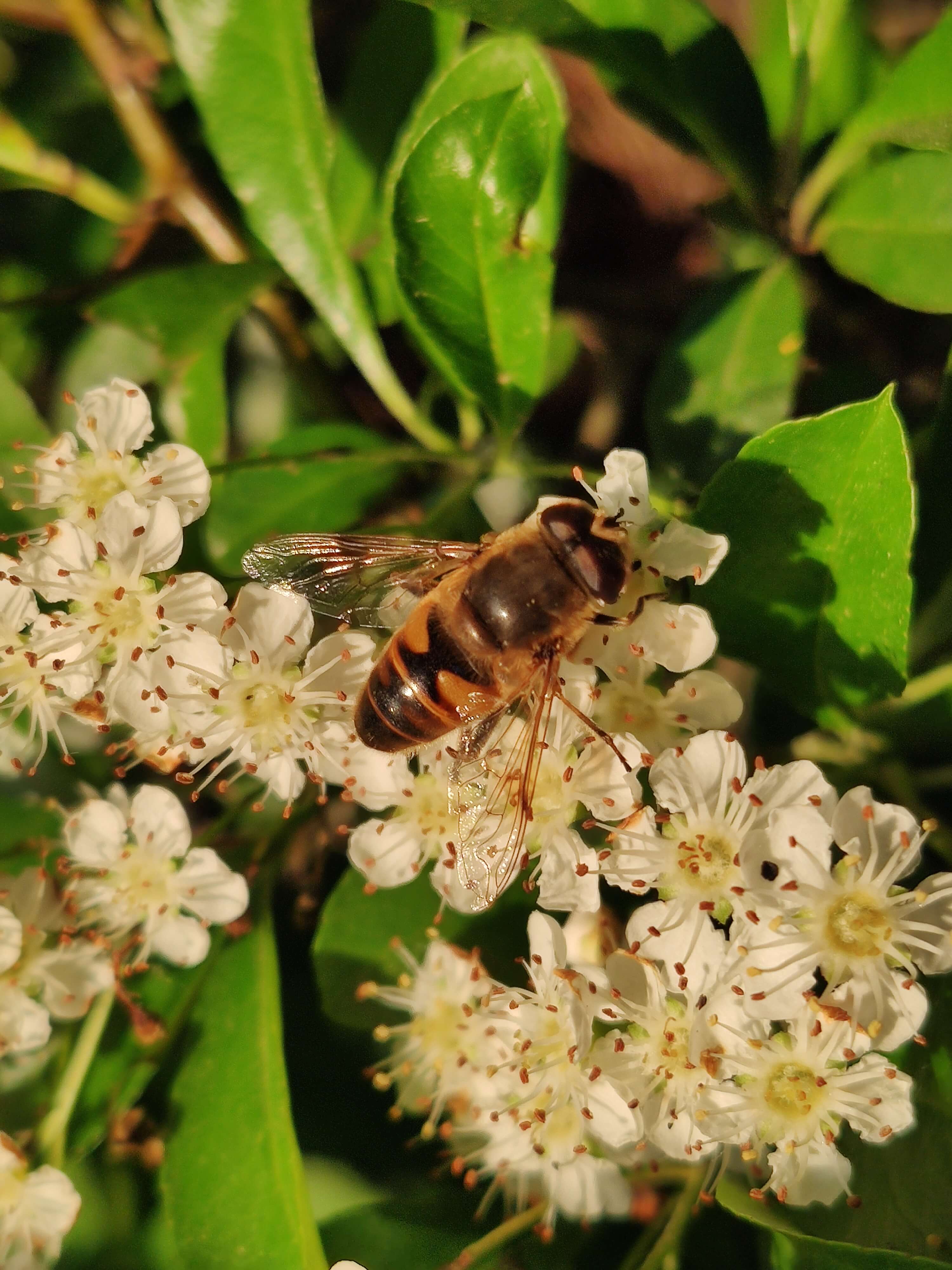 Bee on the white flower