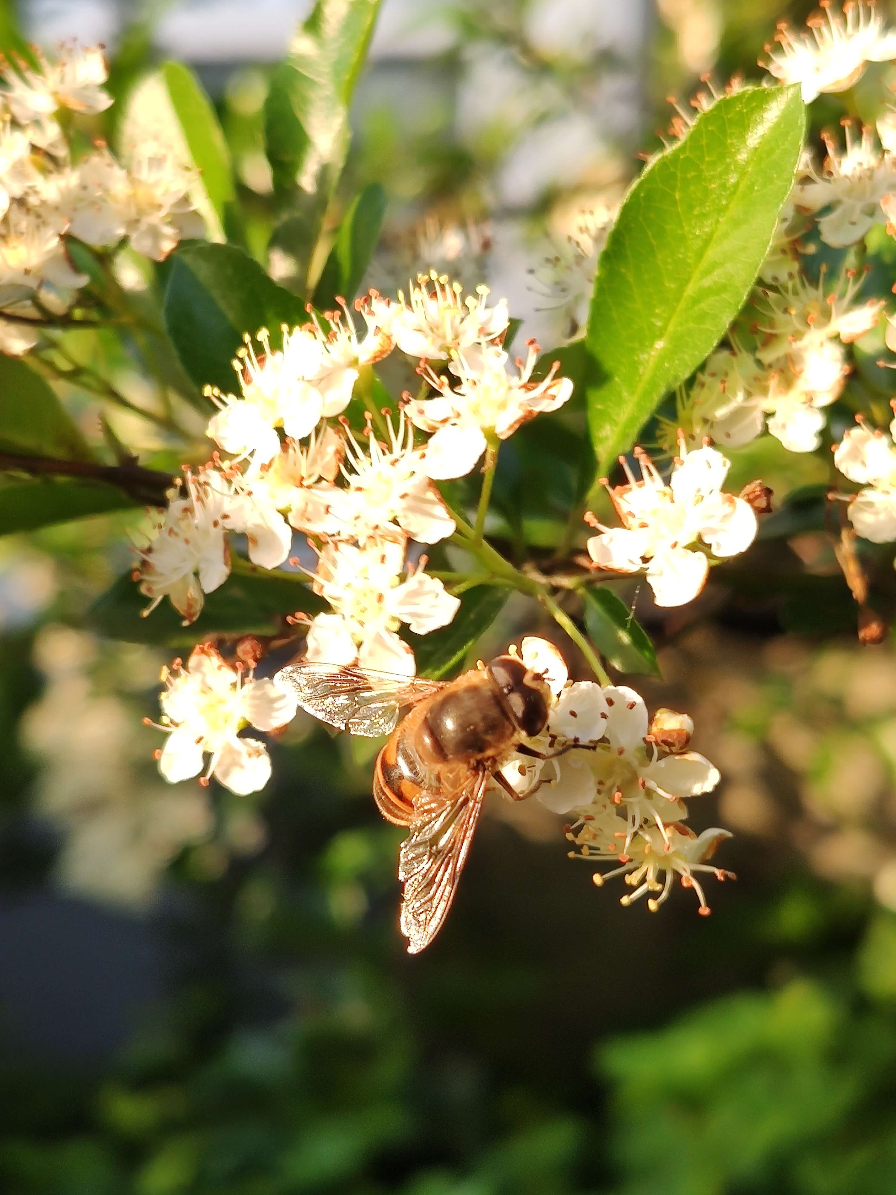 Bee